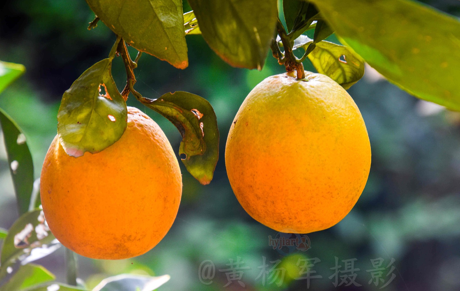 一个"金橙"一份希望【原创摄影】