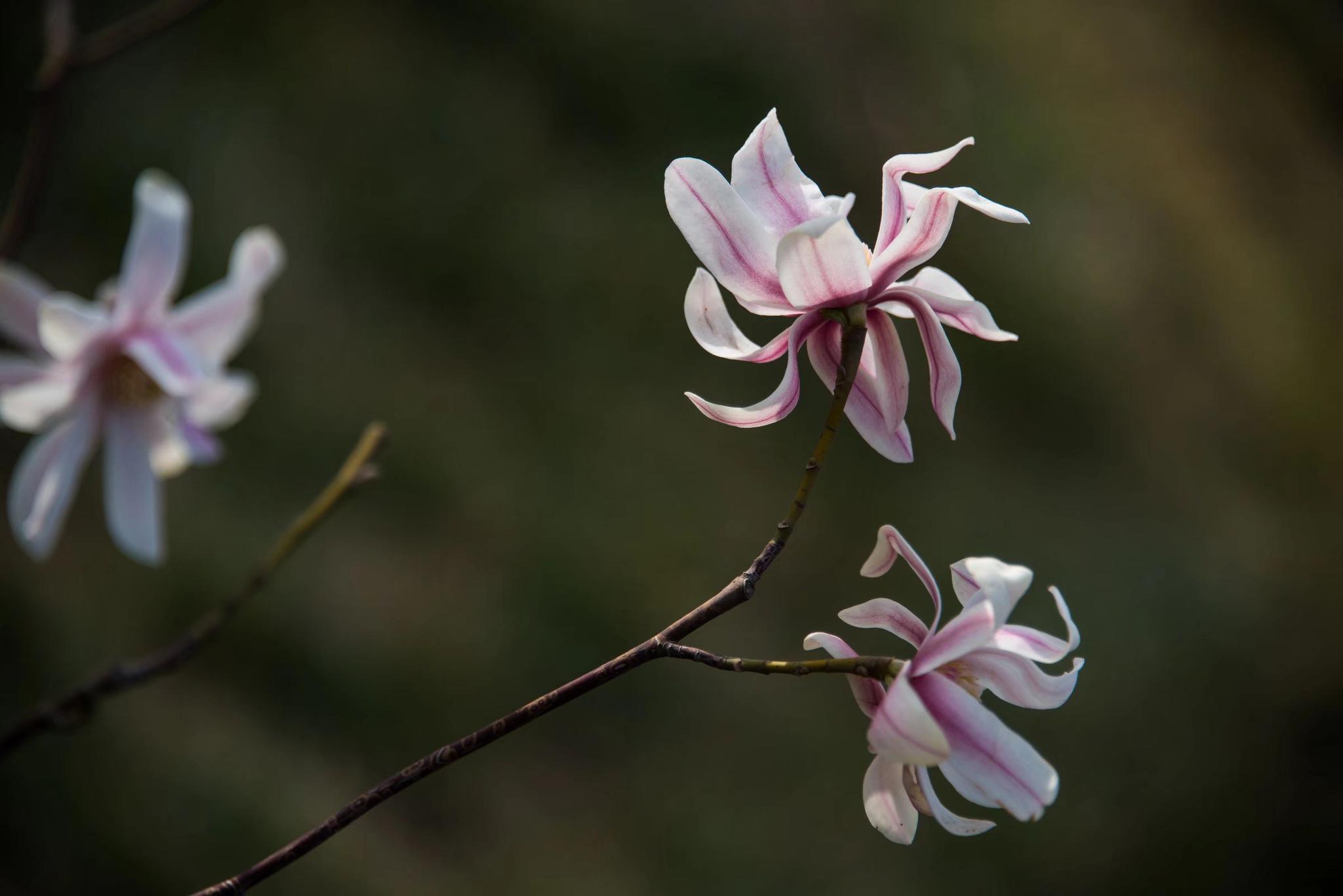 经济价值,药用价值,食用价值与观赏价值兼具的玉兰花(27图)