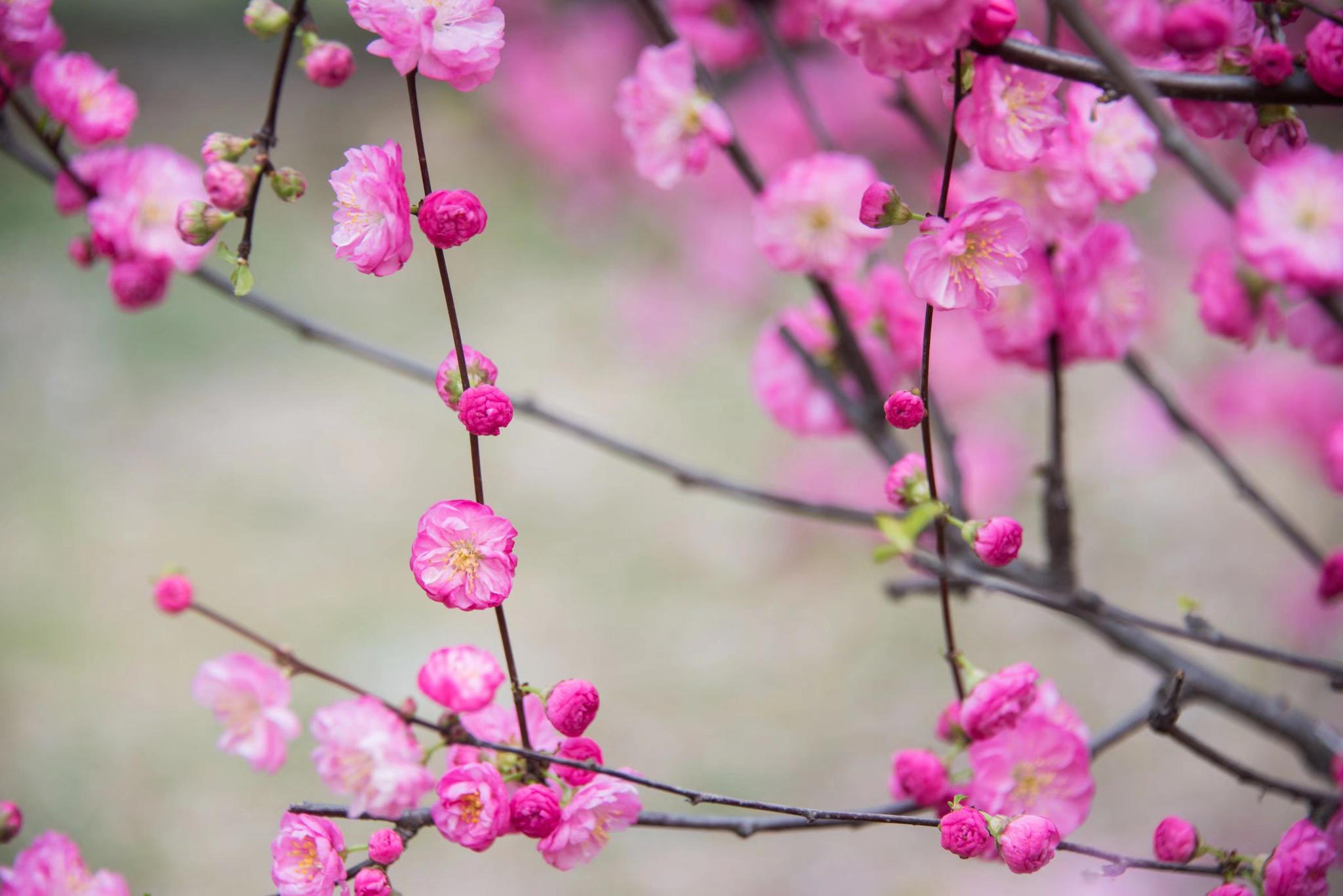 美丽的花美好的寓意欣欣向荣榆叶梅25图