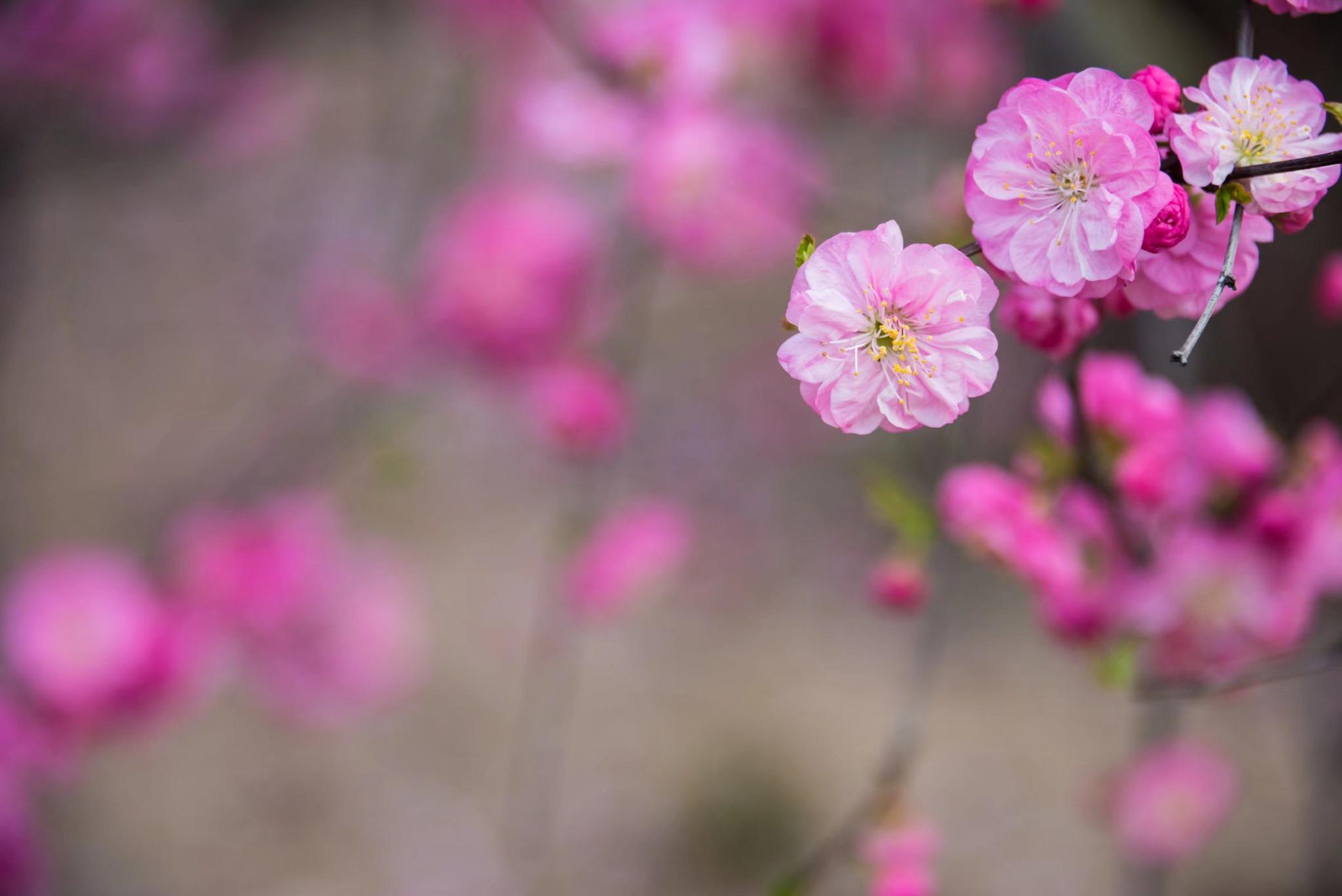 美丽的花美好的寓意欣欣向荣榆叶梅25图