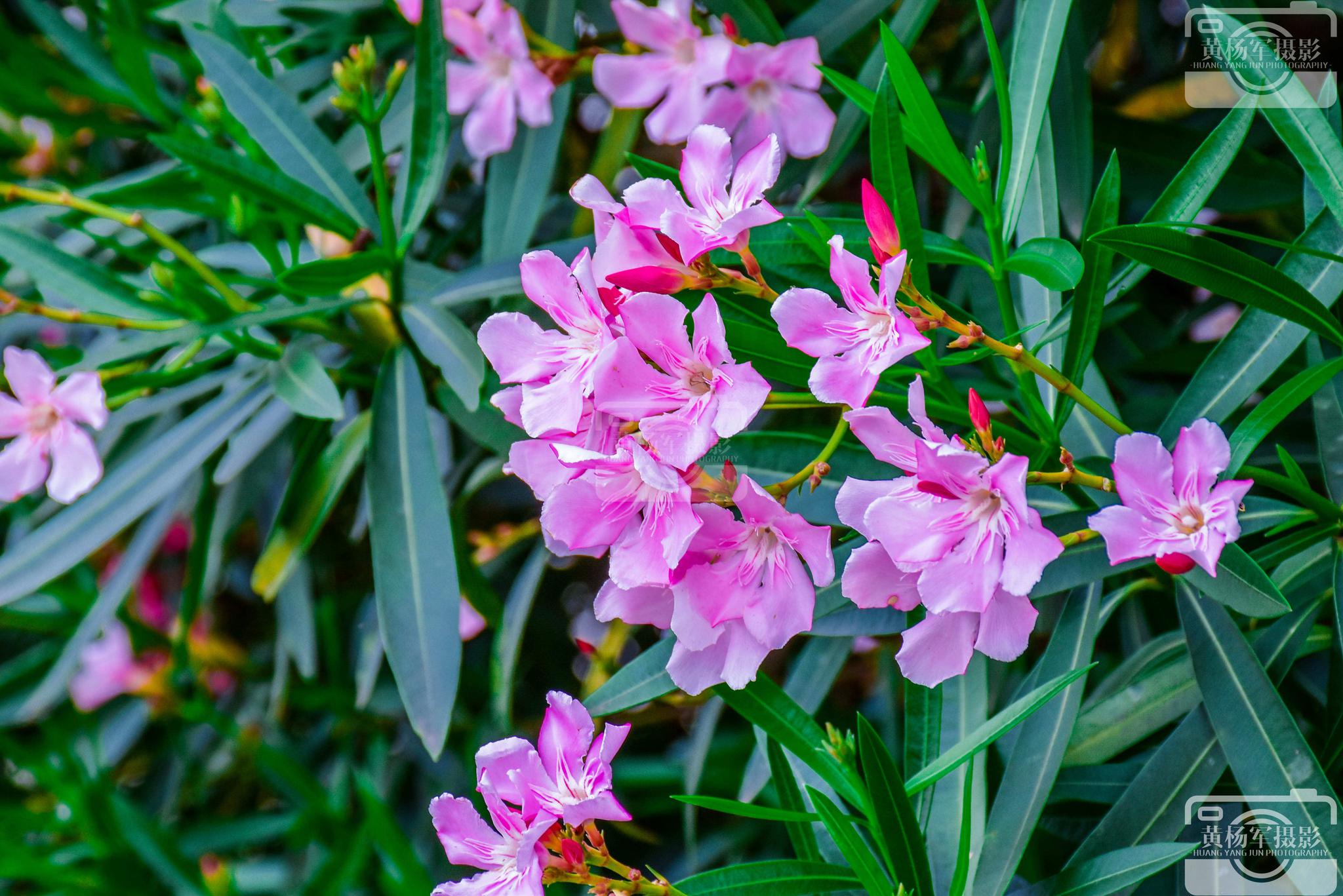 夹竹桃盛开的清新美