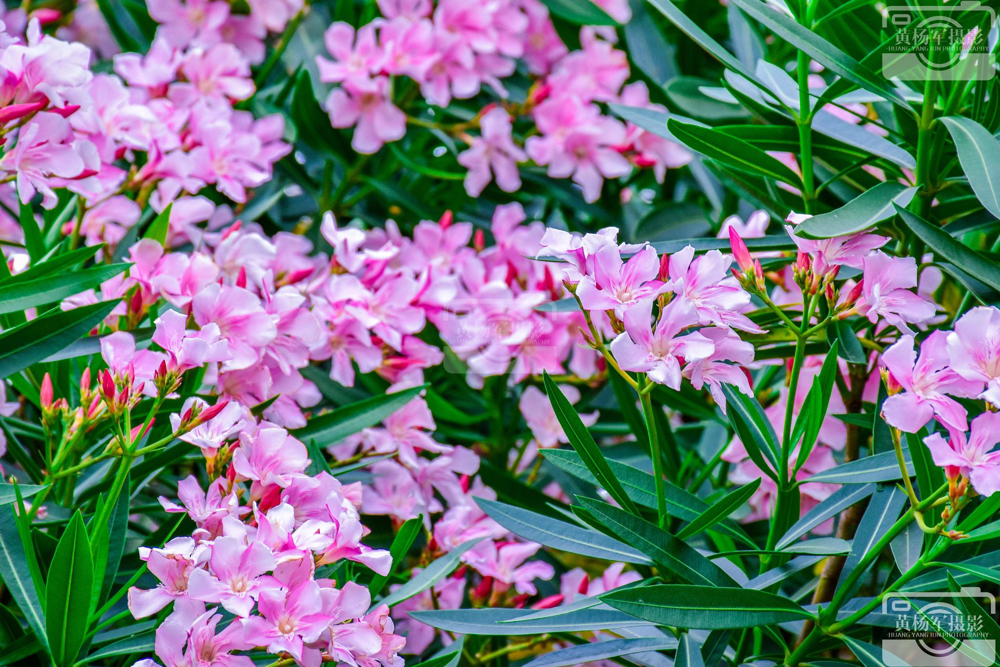 夹竹桃盛开的清新美