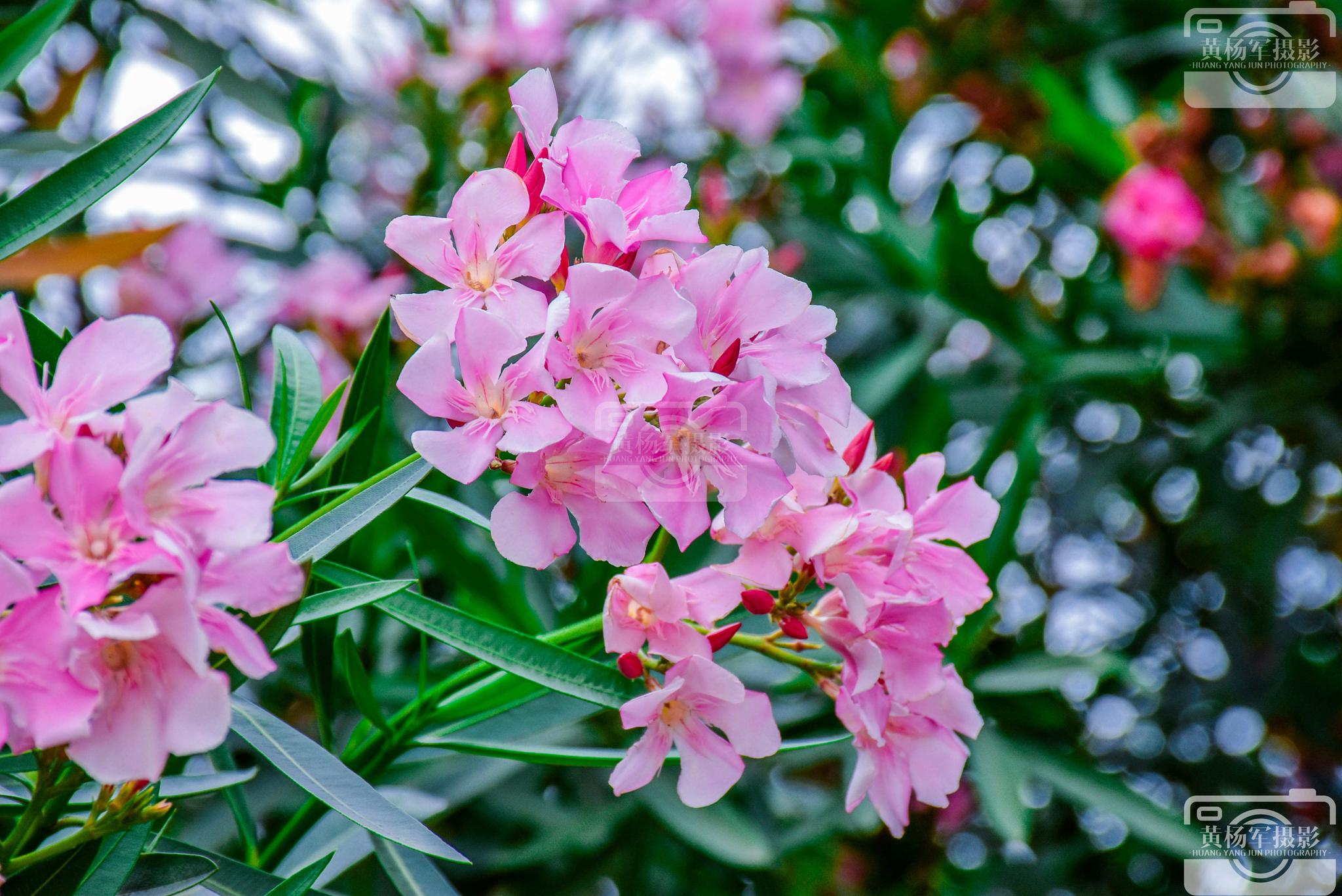夹竹桃盛开的清新美
