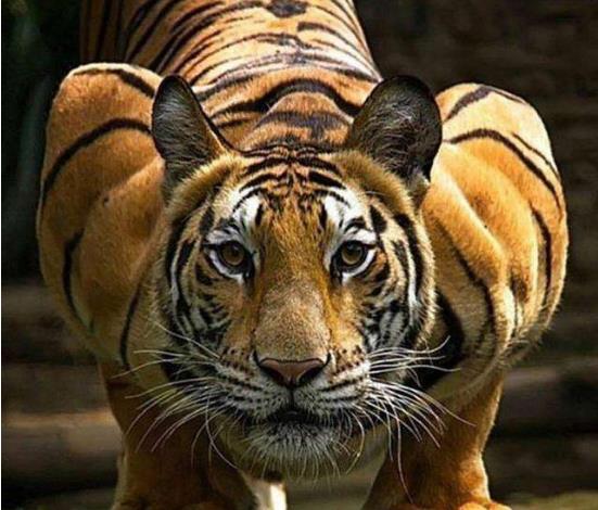 在所有老虎身上,都出现同样一个特殊部位,看起来很不简单