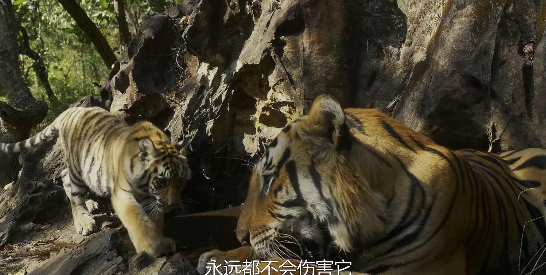 小老虎独自去见虎爸爸, 谁知虎爸爸害羞, 看了女儿一眼就走了