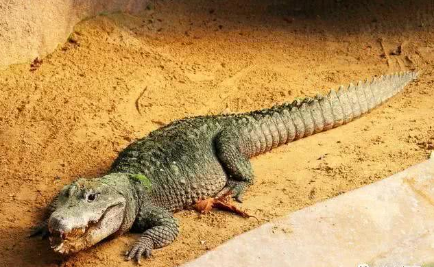 侏儒鳄,又名又名非洲侏儒鳄,西非矮鳄,是世界上体型最小的鳄鱼品种