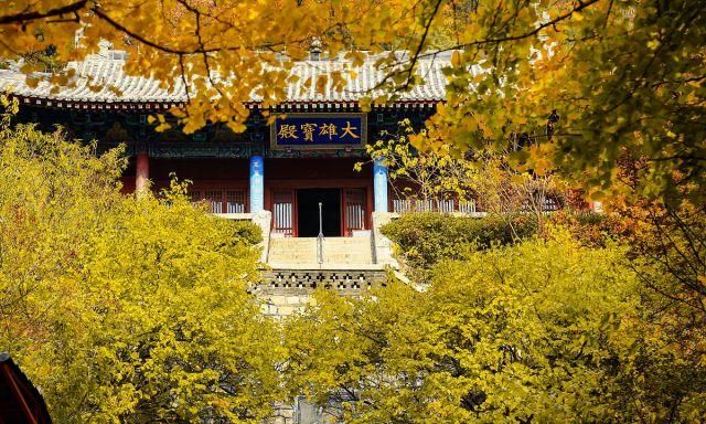 山东泰安:泰山玉泉寺金秋时节游人如织,银杏古树黄叶美!