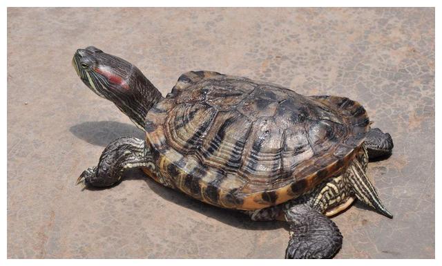 养龟的水位到底该多深?不要迷信水过背的说法