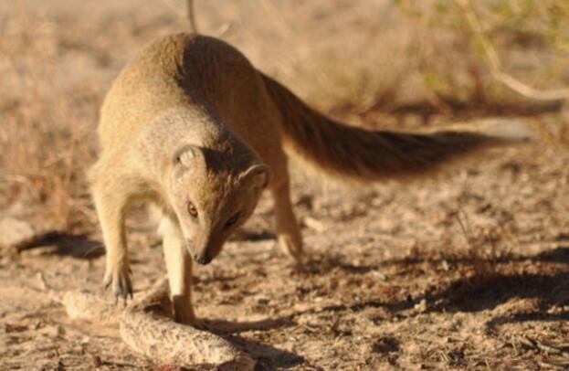 鼓腹丝蝰蛇生前不是狐獴对手,被猎杀后还要被分食