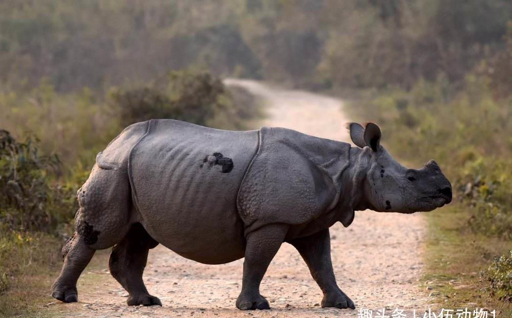 世界上最厉害的犀牛,身带铠甲刀枪不入,在自然界中没有天敌!