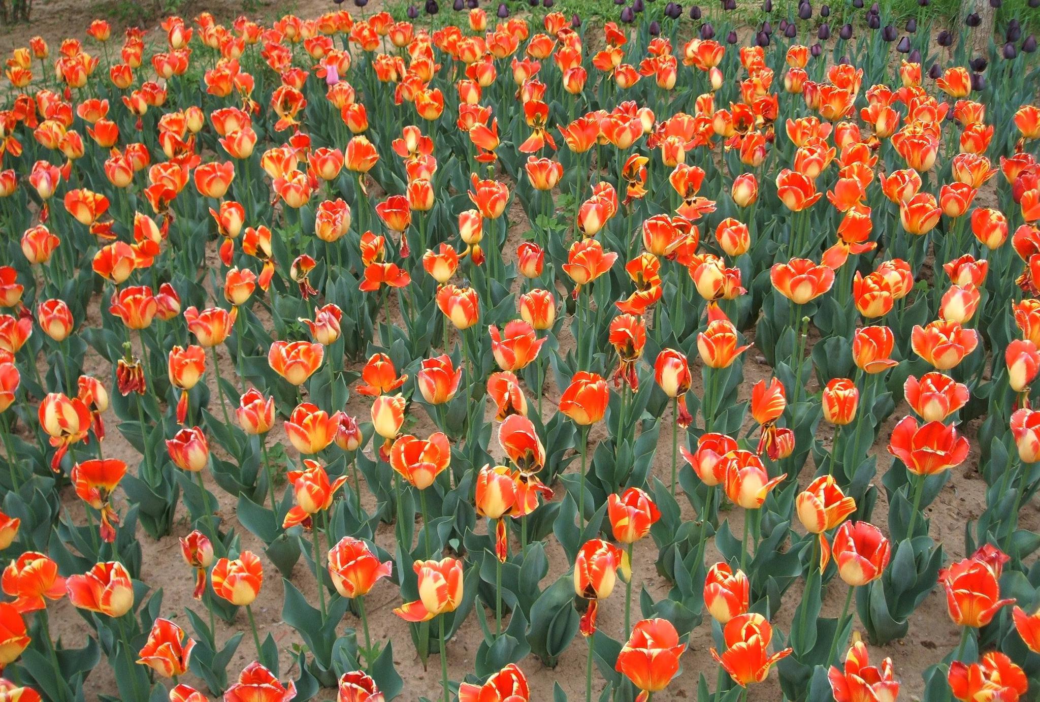 「绽放最美春天」植物园各种花朵竞相开放,五彩缤纷分外妖娆