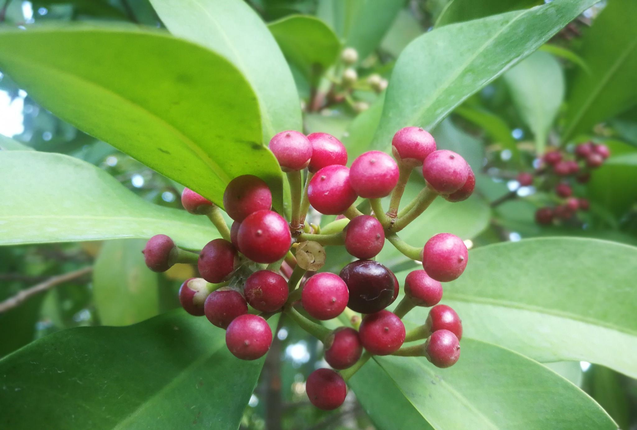 不断有人问,东方紫金牛的小红果能吃吗?_高清图集_新浪网