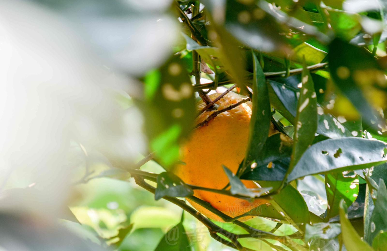 一个"金橙"一份希望【原创摄影】