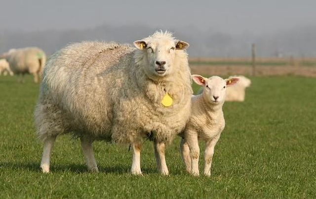 sheep是羊,为什么"youre,a,sheep"就不是"你是一只羊"?