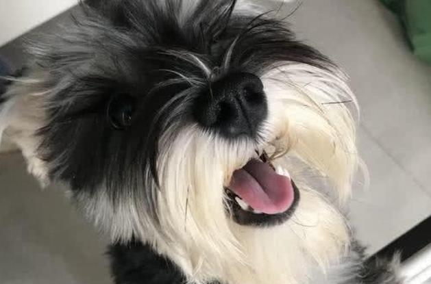 雪纳瑞头发太长遮住眼睛,网友的评论亮了我头发还没狗子长