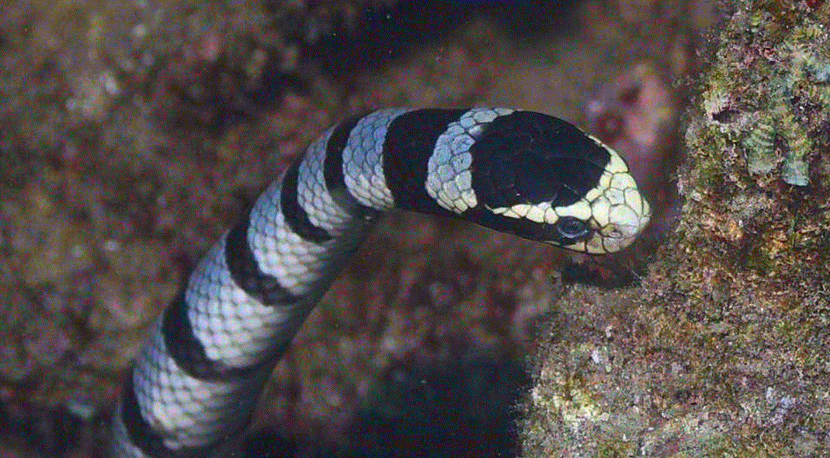 这第一个要说的就是是世贝尔彻海蛇了,听名字就知道了,这是一种海蛇