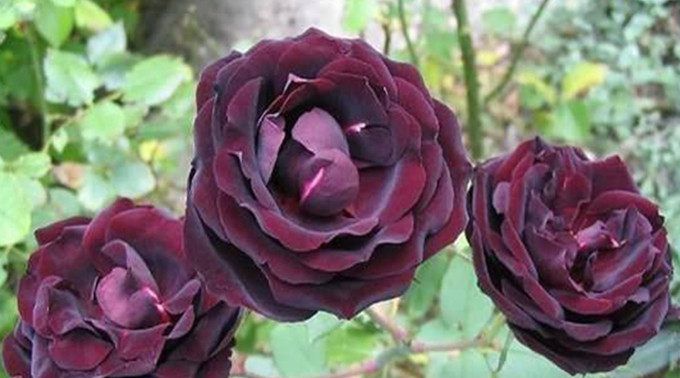 世界上最稀有的玫瑰朱丽叶上榜最后一种象征着权威