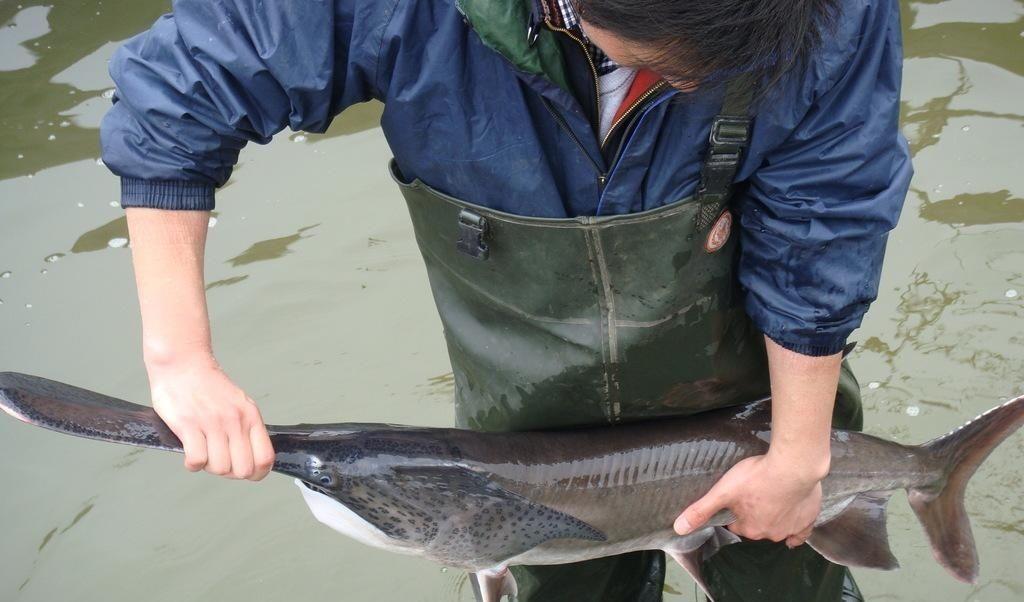 鸭嘴鱼入侵中国为何专家说是件好事