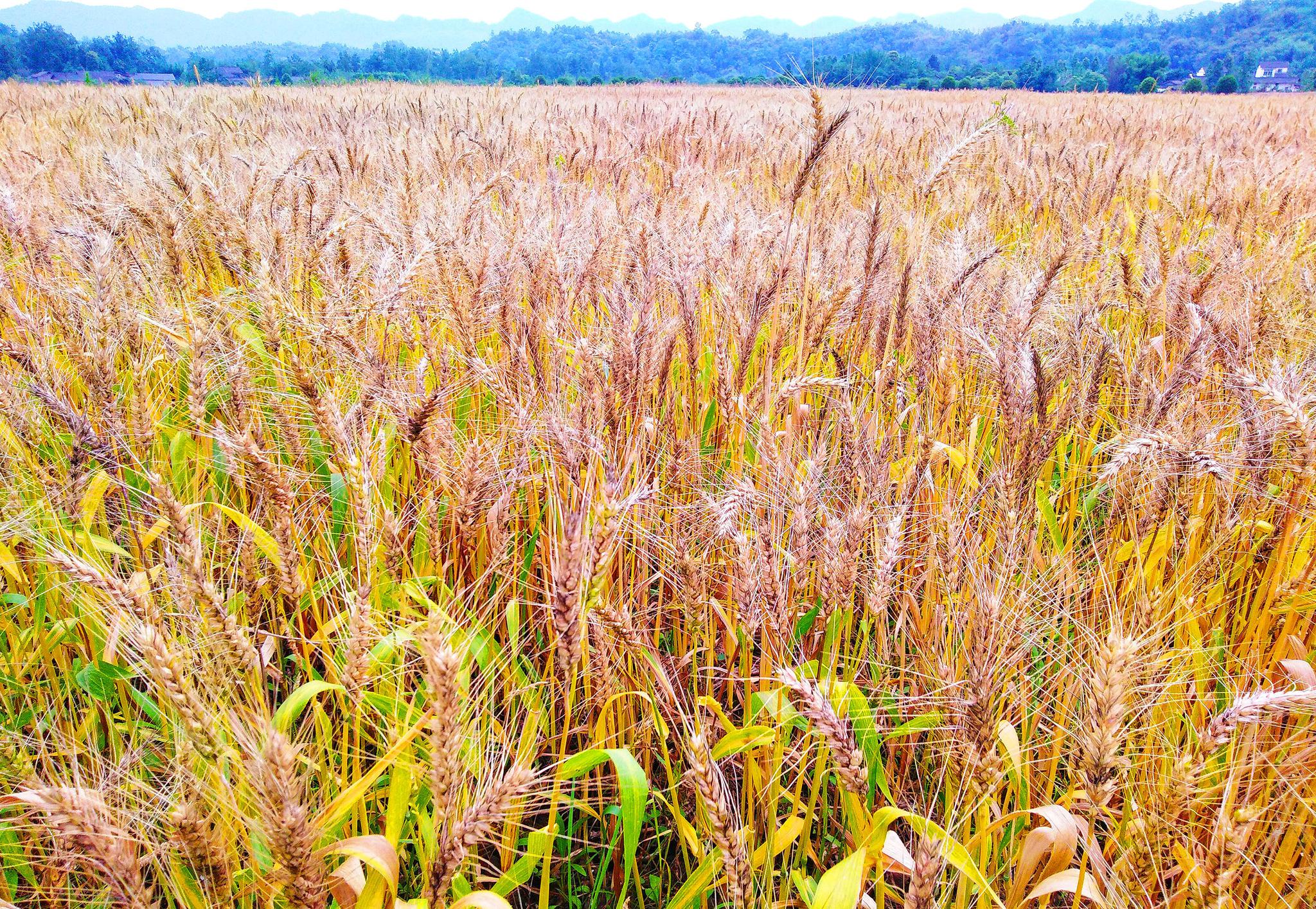 麦田那边,不止是美丽的乡村风景|麦田|山村|麦子_新浪新闻