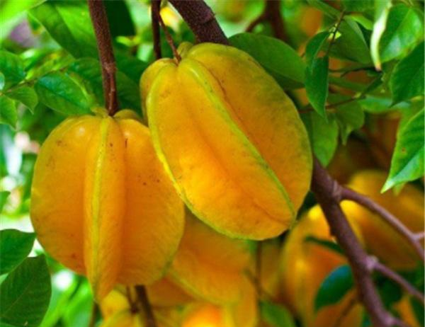 南方"独有"的4种水果,北方人不一定吃得到,你见过几种