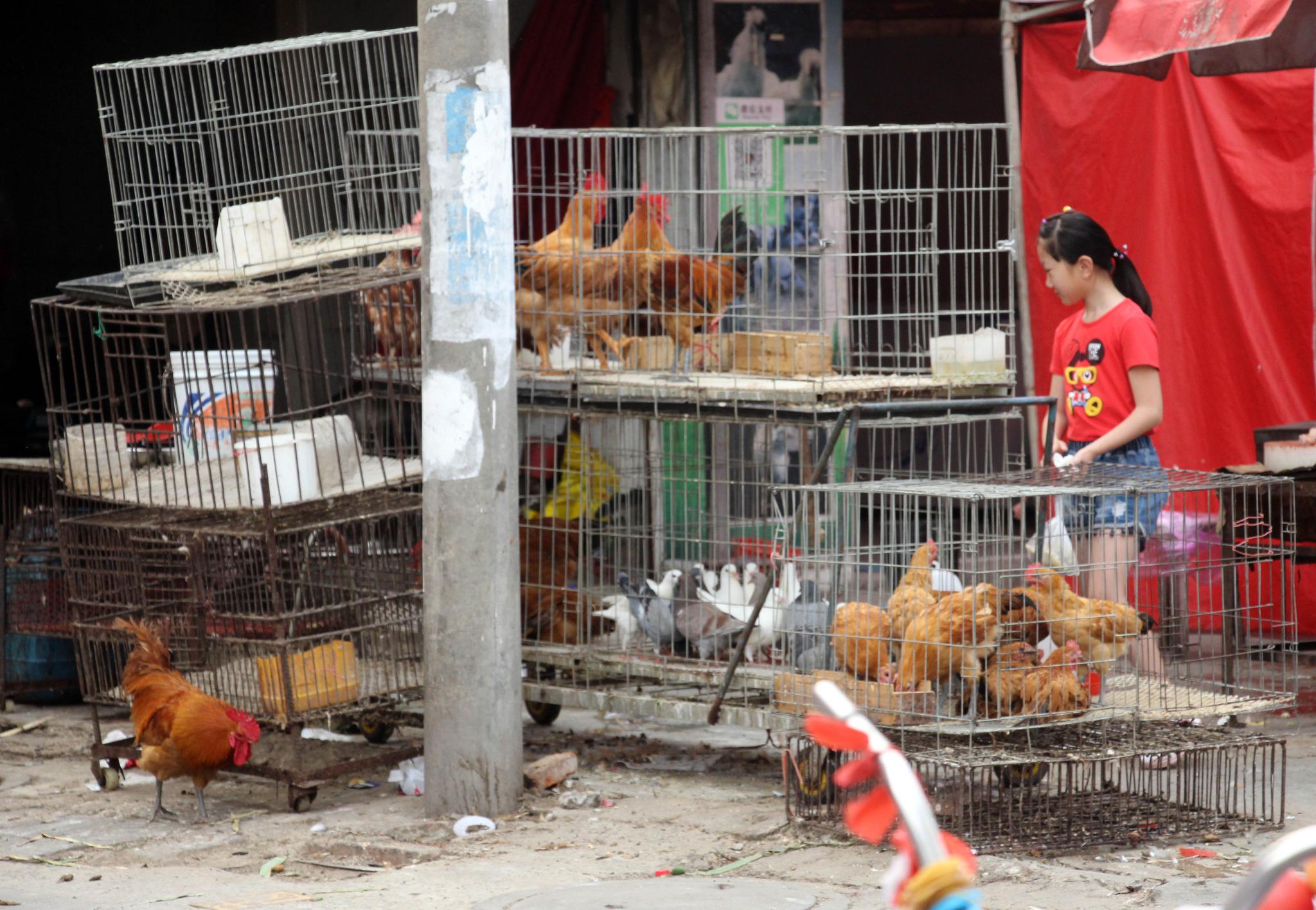 养鸡人的春天到了,活禽市场全面打开,一天都卖好几筐