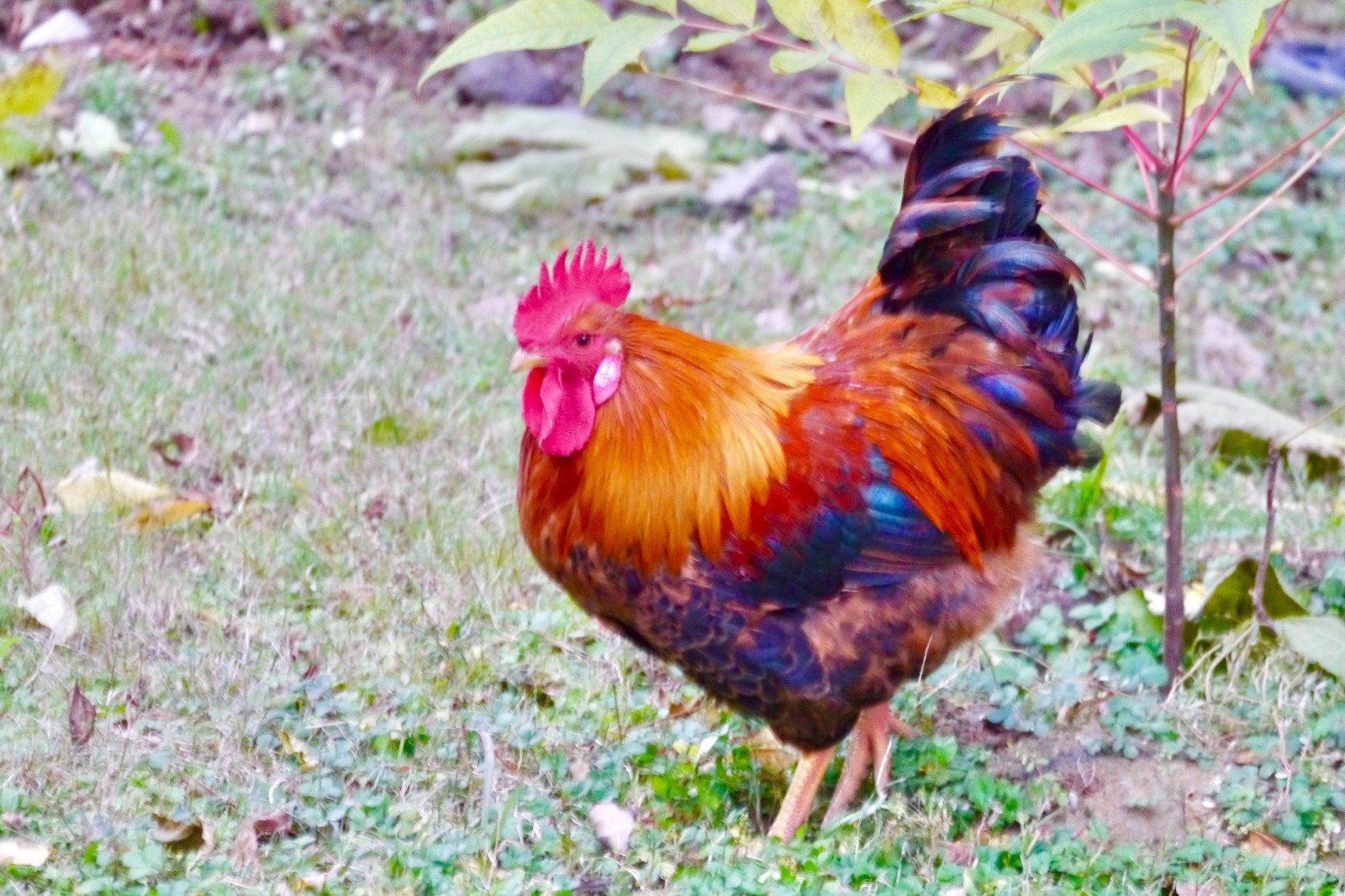 图片报道：成都二仙桥附鸡吗｜2025实测与避坑指南🔥