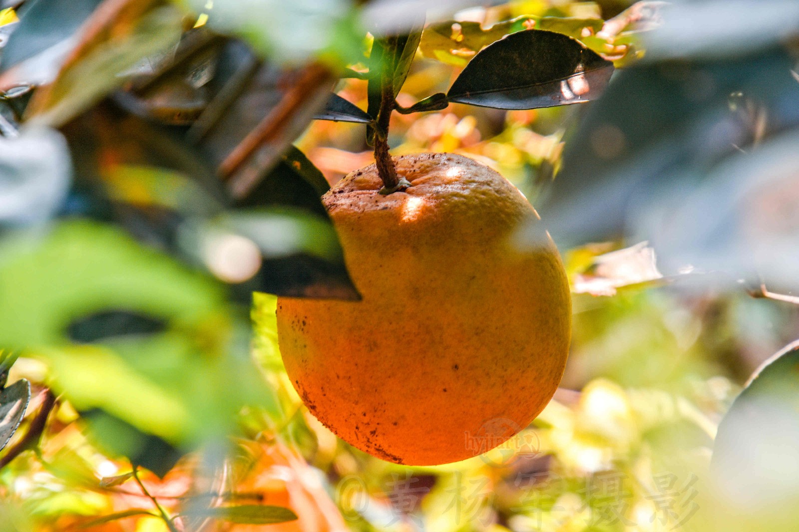 一个"金橙"一份希望【原创摄影】