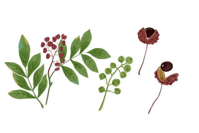 考古谜:汉代皇后寝宫为何叫做"椒房"?真的给墙壁刷辣椒粉吗