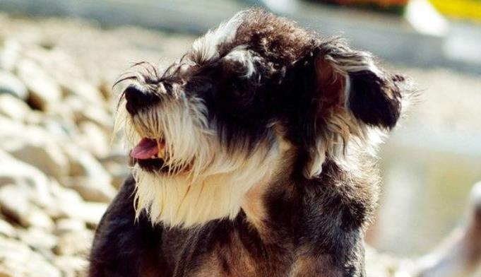 雪纳瑞头发太长遮住眼睛,网友的评论亮了我头发还没狗子长