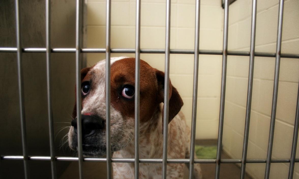 狗狗|主人|狗子_新浪新闻