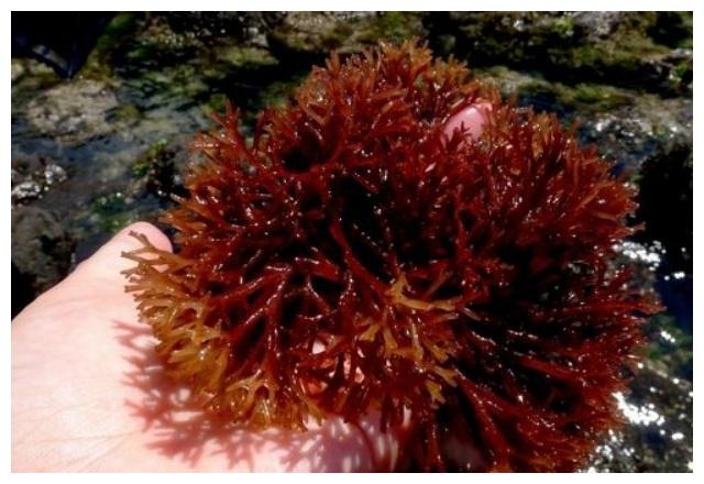 它长在海底岩石上,煮水变成果冻,一到夏天都不够吃|石花菜|果冻|胶状