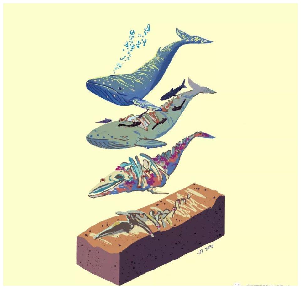 一鲸落,万物生…鲸鱼这看似惊悚的尸骸,却是世上最浪漫的重生