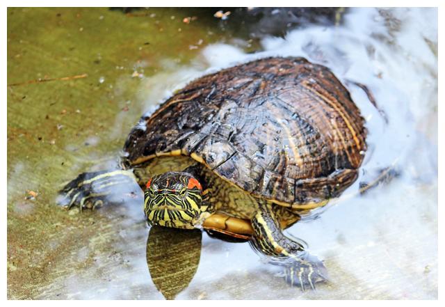 养龟的水位到底该多深？不要迷信水过背的说法|龟|水龟|陆龟_新浪新闻