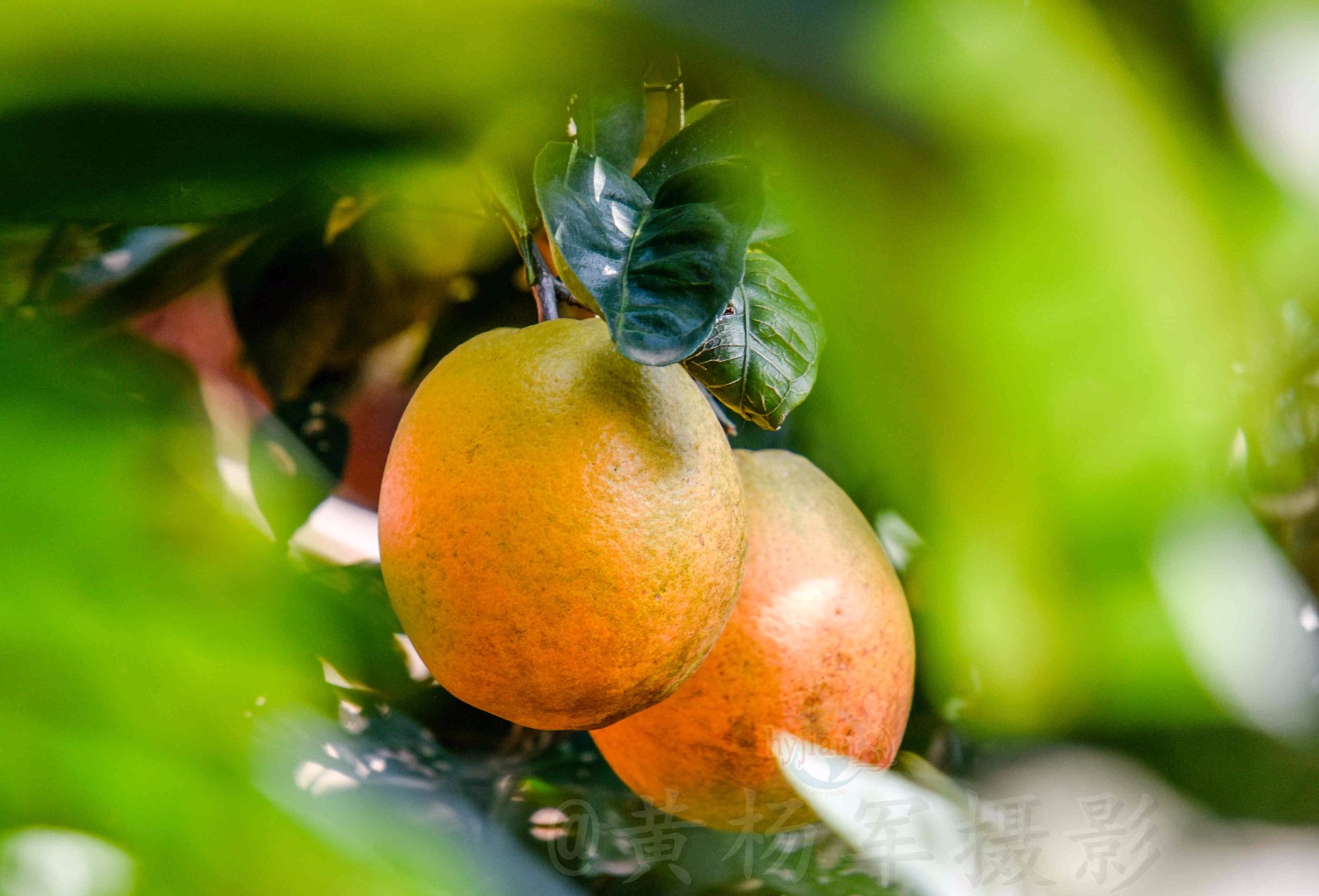一个"金橙"一份希望【原创摄影】