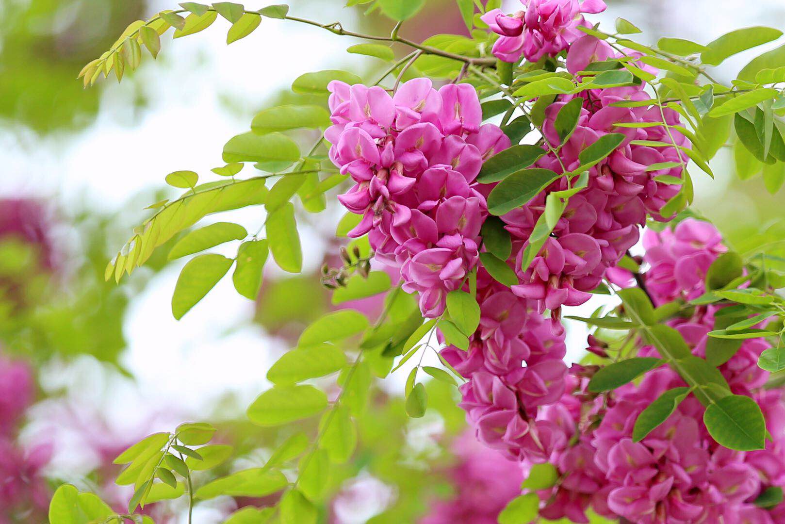 红槐花能吃吗有毒吗(红槐花能吃吗有什么好处)