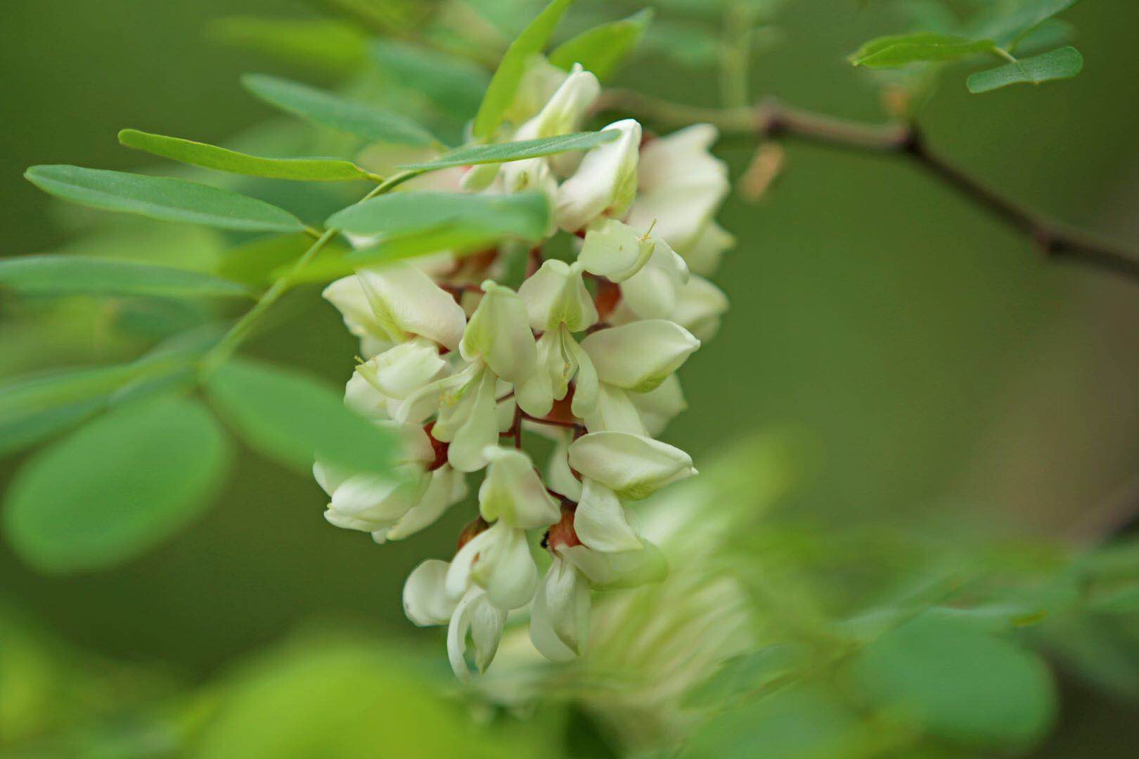 白色的洋槐花很多人小时候都吃过但是红色的你见过吗