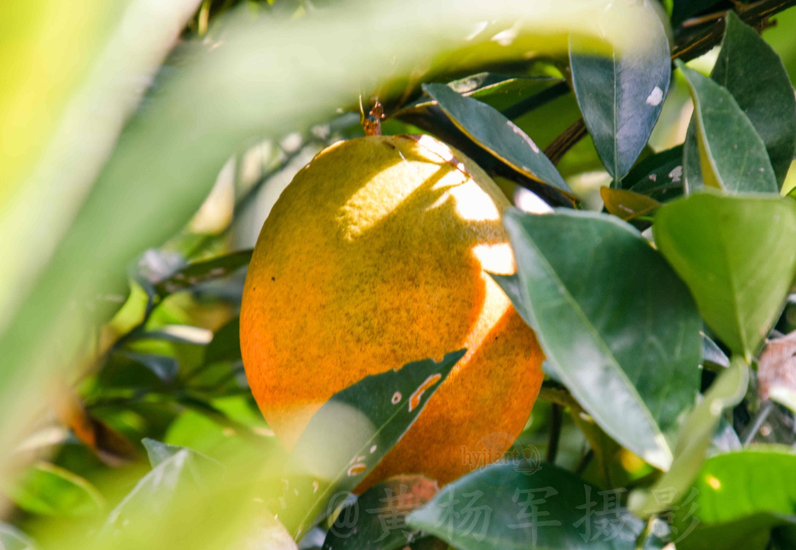 一个"金橙"一份希望【原创摄影】