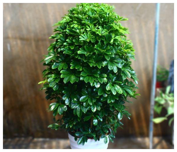 这“5种”植物，寓意“吉祥”，还能吸甲醛，家里1盆，身体更健康