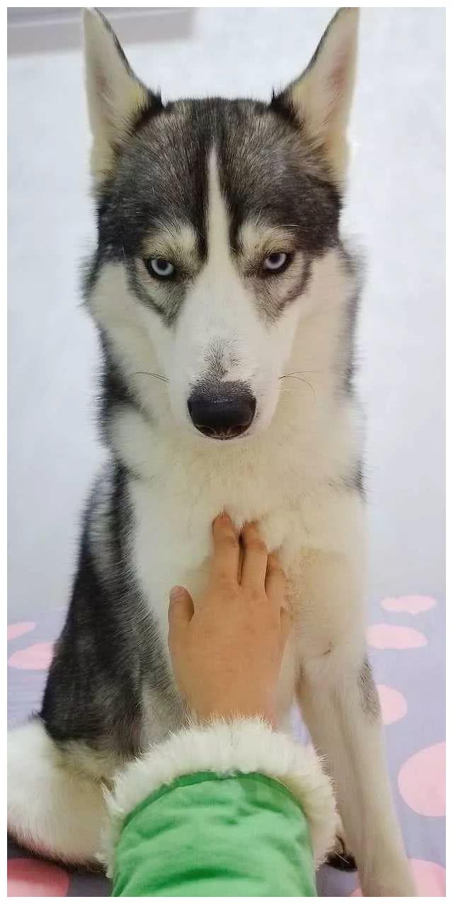 成年两岁的烟灰色哈士奇,在祥符寄养时丢了!