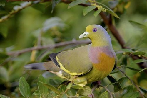 世界上最特别的3种鸟,金果鸠榜上有名,外表十分呆萌可爱!