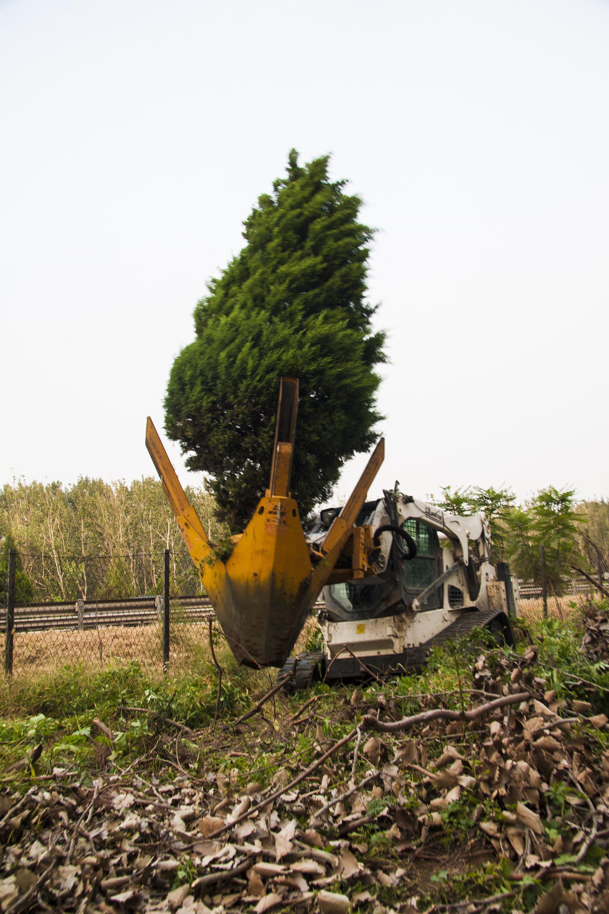 威威挖树机贵州贵阳作业,威斯塔租赁更专业