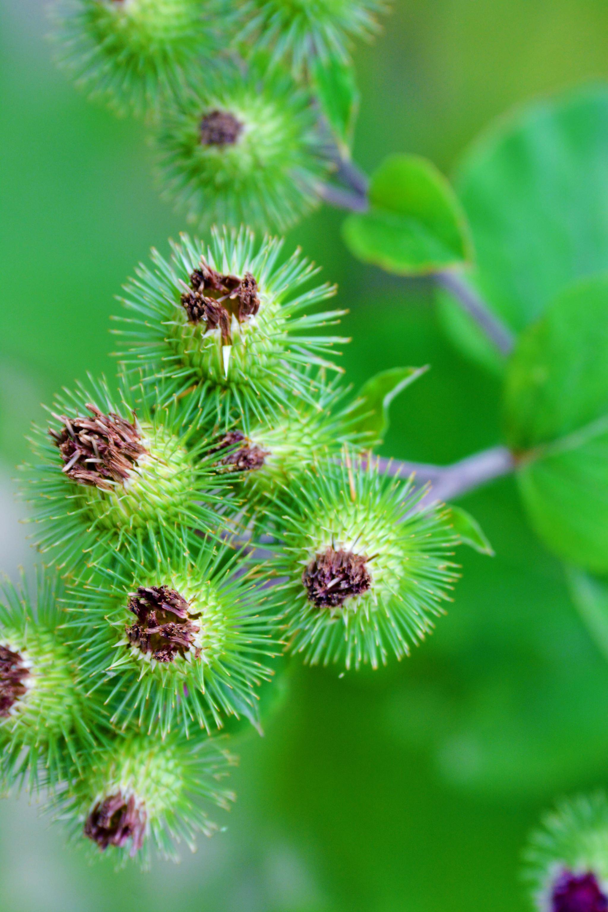 36张图带你认识牛蒡子(东洋参)的果实,原创摄影