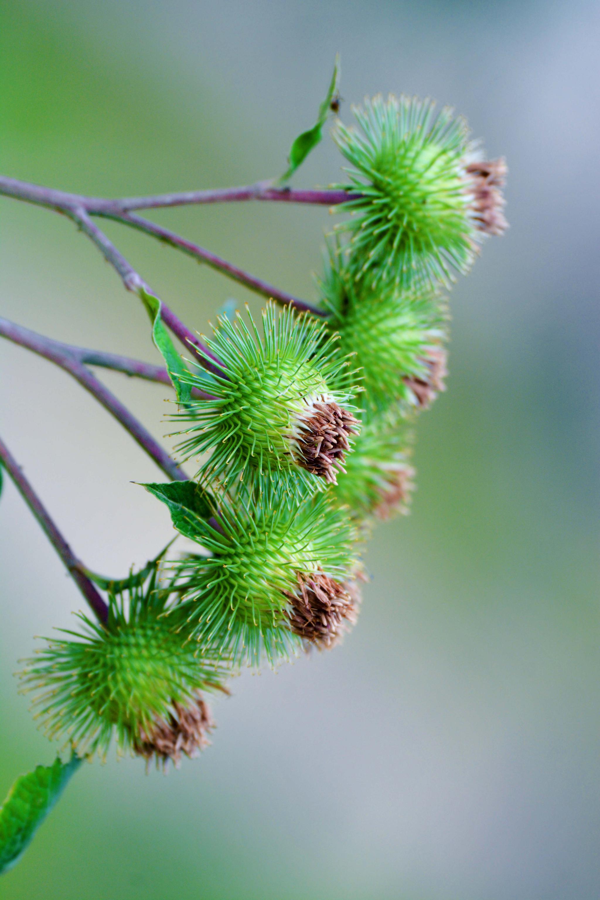 36张图带你认识牛蒡子东洋参的果实原创摄影