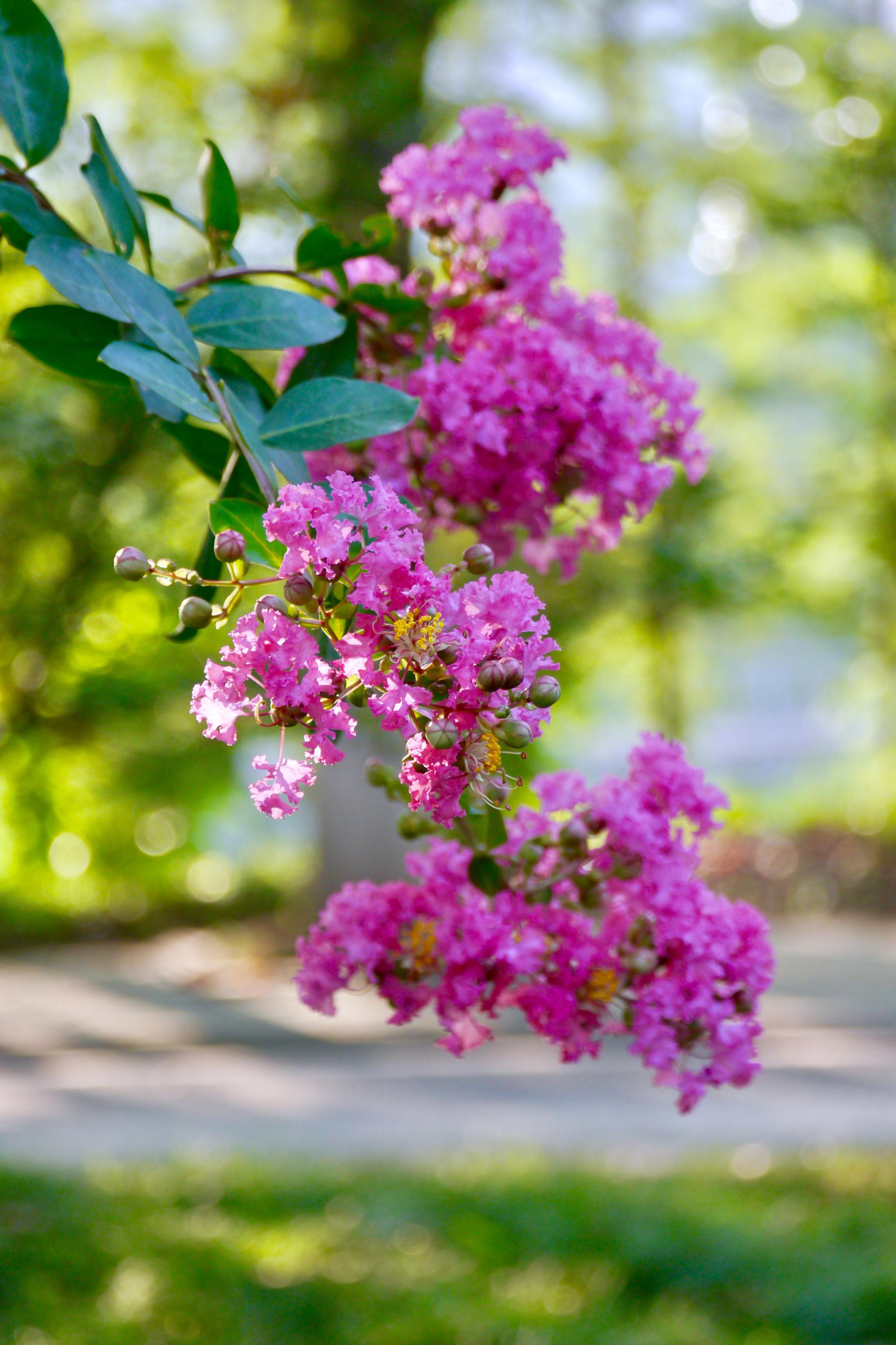 晓迎秋露一枝新不占园中最上春紫薇花
