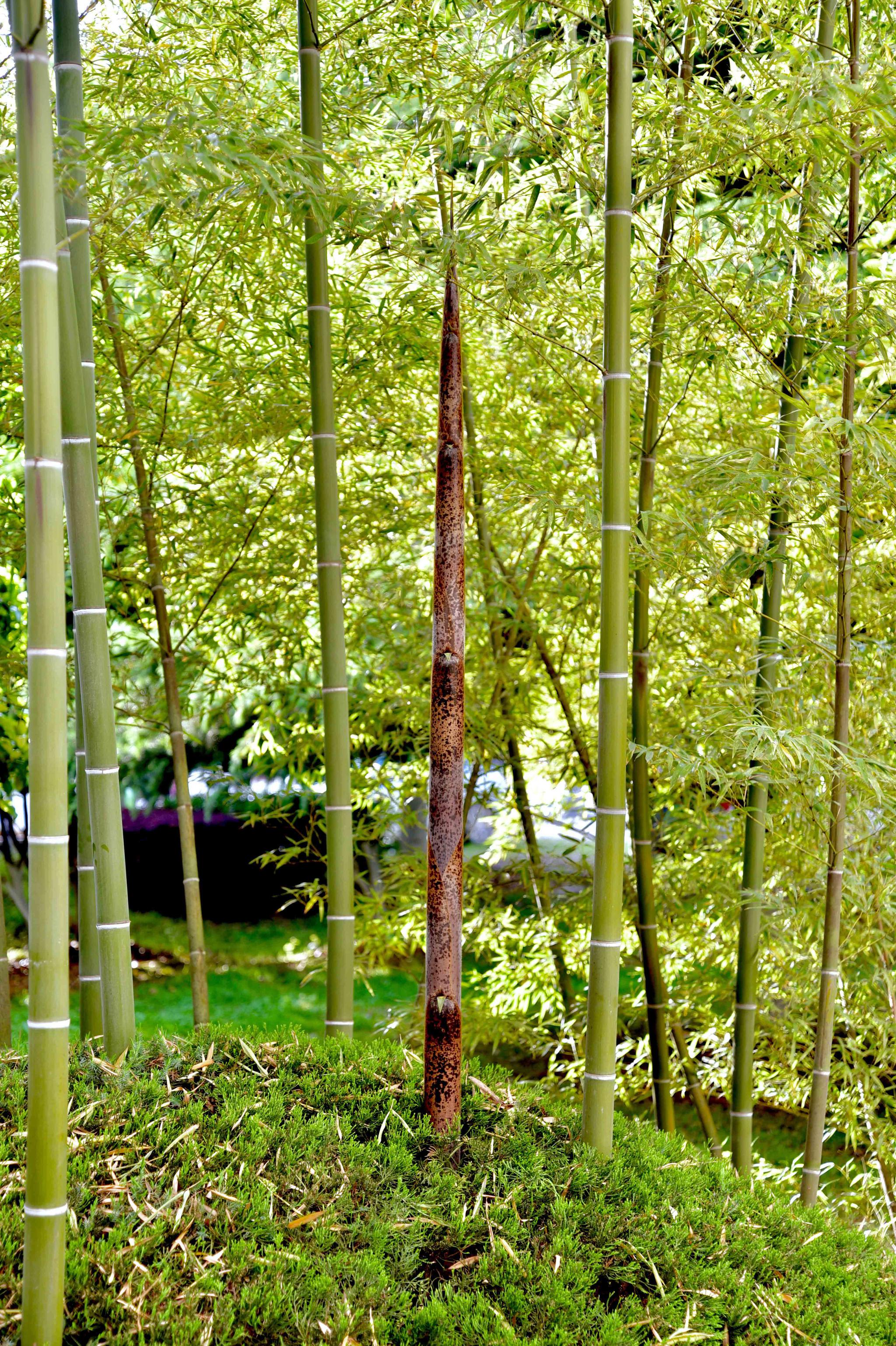 春竹初长成湖北工业大学