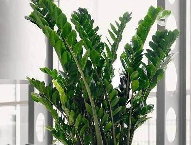 这6种特别耐旱耐阴的室内盆栽,几个月不管也没有问题新手也不怕|植物
