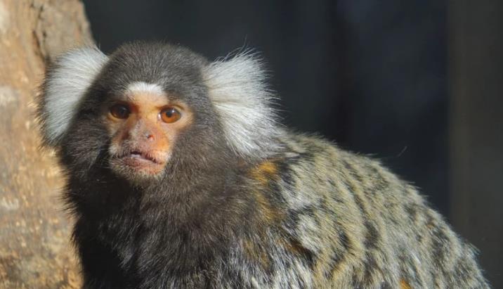 狨是一种比较原始的动物,因为大自然被破坏的同时,栖息地也遭到了破坏