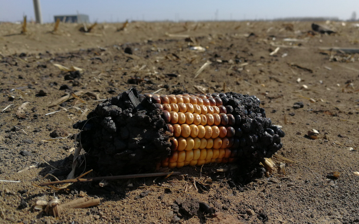 机械化收割每年竟然浪费这么多粮食 你看了一定会很惊讶