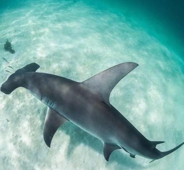 小虎鲨勇斗大一半的牛鲨,无沟双髻鲨,大获全胜!