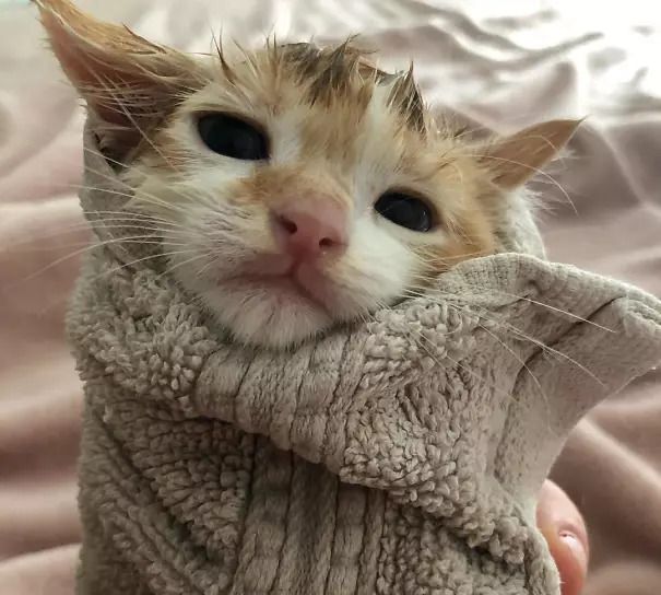 猫咪被主人裹成"老北京猫肉卷",卖相真的太吸引,想吸猫了